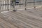 Pigeons walking along the edge of a pier, wood boardwalk deck and railings, ocean architecture