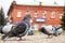 Pigeons walking on city streets