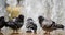 Pigeons wash in a fountain in Bucharest