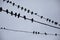 Pigeons on wires. Silhouettes of birds against sky. Pigeons sit on wire in group