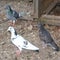 Pigeons in a yard in the village, early summer