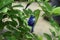 Pigeonwing flower in the rooftop garden, rain drop in the leaf, medicinal plant, use as herbal treatment