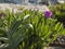 Pigface flower in bloom