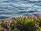 Pigface flowers in bloom