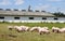 Piggies graze together on animal farm summertime