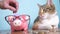 Piggy bank and cat teamwork funny video money concept finance business accounting. Money cat accountant financier pet