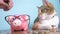 Piggy bank and cat teamwork funny video money concept finance business accounting. Money cat accountant financier pet