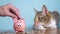 Piggy bank and cat teamwork funny video money concept finance business accounting. Money cat accountant financier pet