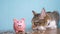 Piggy bank and cat teamwork funny video money concept finance business accounting. Money cat accountant financier pet