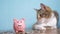 Piggy bank and cat teamwork funny video money concept finance business accounting. Money cat accountant financier pet