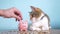 Piggy bank and cat teamwork funny video money concept finance business accounting. Money cat pet pile growing money and