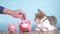 Piggy bank and cat teamwork funny video money concept finance business accounting. Money cat pet pile growing money and