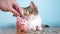 Piggy bank and cat teamwork funny video money concept finance business accounting. Money cat pet pile growing money and