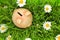 Piggy bank on green grass with flowers