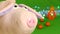 Piggy or mumps climbs in front of the camera, New year 2019 and christmas, on green Chroma key