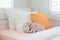 Piggy and rabbit doll setting on bed next to orange color pillow