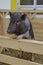 Piggy stands on its hind legs and rests on a wooden fence