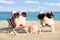 Piggybank Family With Sunglasses On Sand At Beach