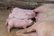 Piglet being breast-fed pigs in a wooden enclosure