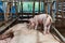 Piglet birth mother to stand on a pig.