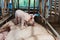 Piglet birth mother to stand on a pig