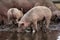 Piglet drinking water in a puddle.