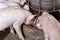 Piglet eating in a food container