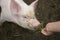 Piglet eating grass