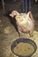 Piglet eating, Los Angeles County Fair, Pomona, CA