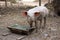 Piglet eating out of wooden trough