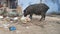 A piglet is eating scraps in the trash in the slums of the city of Agra. India.