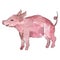 Piglet farm animal isolated. Watercolor background illustration set. Isolated piggie illustration element.