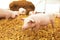 Piglet on hay and straw at pig breeding farm