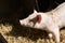 Piglet in hay waiting for food