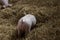 Piglet hiding in the hay