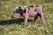 Piglet newborn baby, in farm landscape