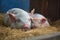 piglet nursing from content sow in pen