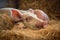 piglet nursing from sow, focus on their connection