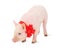 Piglet with a red ribbon