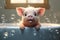 Piglet\\\'s Bubble Bath for Cleanliness and Hygiene. Ai