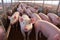 Piglet\\\'s Day Out in a Clean and Tidy Pig Breeding Farm with Attentive Mother. created with Generative AI