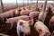 Piglet\\\'s Day Out in a Clean and Tidy Pig Breeding Farm with Attentive Mother. created with Generative AI