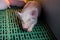 Piglet sleeping on plastic flooring