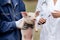 Piglet vaccination