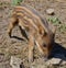 Piglet  wild boar Sus scrofa, also known as the `wild swine`,common wild pig`