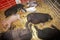 Piglets asleep in hay at petting zoo, Los Angeles County Fair, Pomona, CA