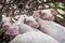 Piglets in a bamboo cage