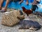 Piglets, chickens and feet at Oenlesi market, West Timor, Indonesia