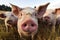 Piglets on a farm in the summer,  Close-up