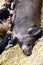 Piglets feeding on large pig